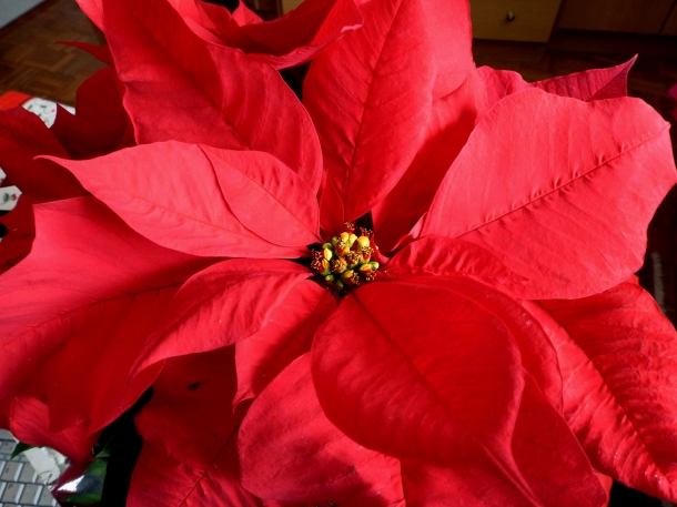 FLOR VELA ON LINE flor vela on line: